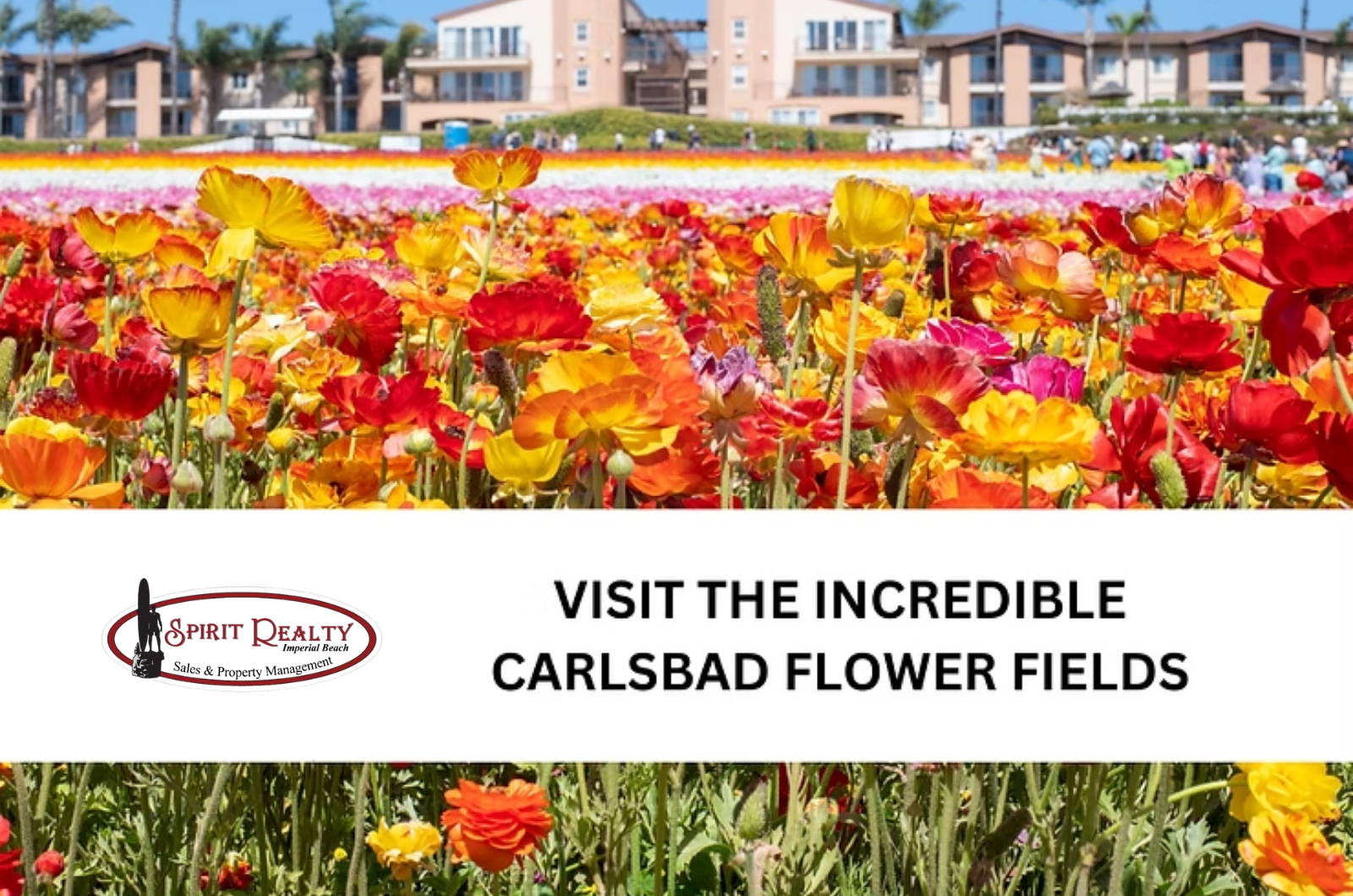 The Flower Fields: Experience the Vibrant Beauty at Carlsbad Ranch header image.