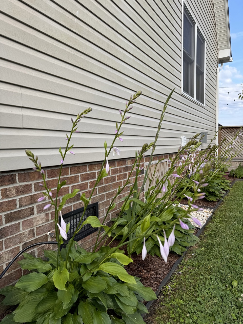 When and What To Plant Outside In Northeast NC