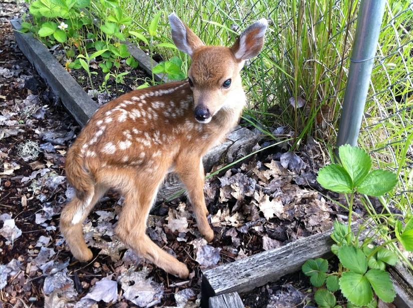 Exploring Roseburg Oregon: Basic Wildlife Rehabilitation Class Presented by Umpqua Wildlife Rescue header image.