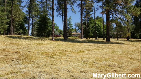 264 Grandview Street: Build Your Dream Home in Glide OR! header image.