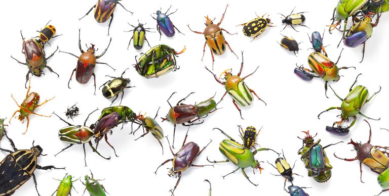 7 Solutions to Keep Insects from Infiltrating Your Home header image.