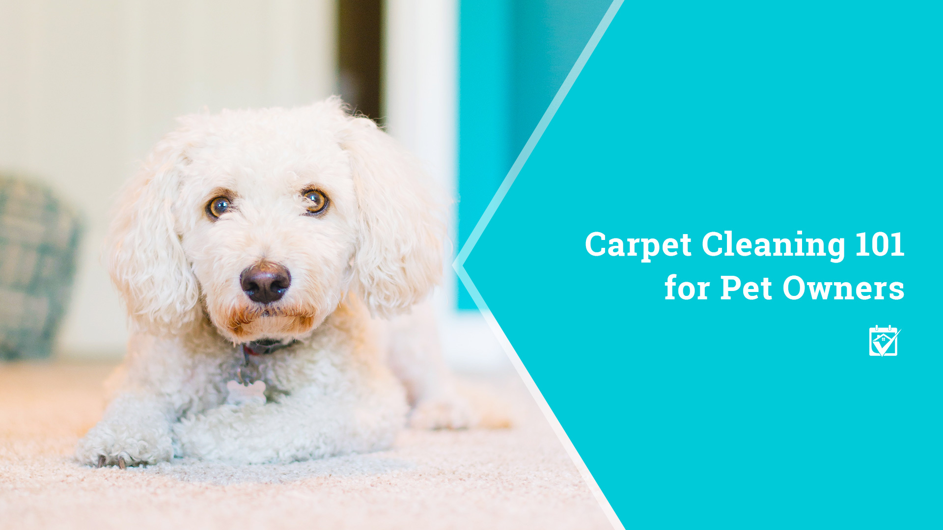 Carpet Cleaning 101 for Pet Owners header image.