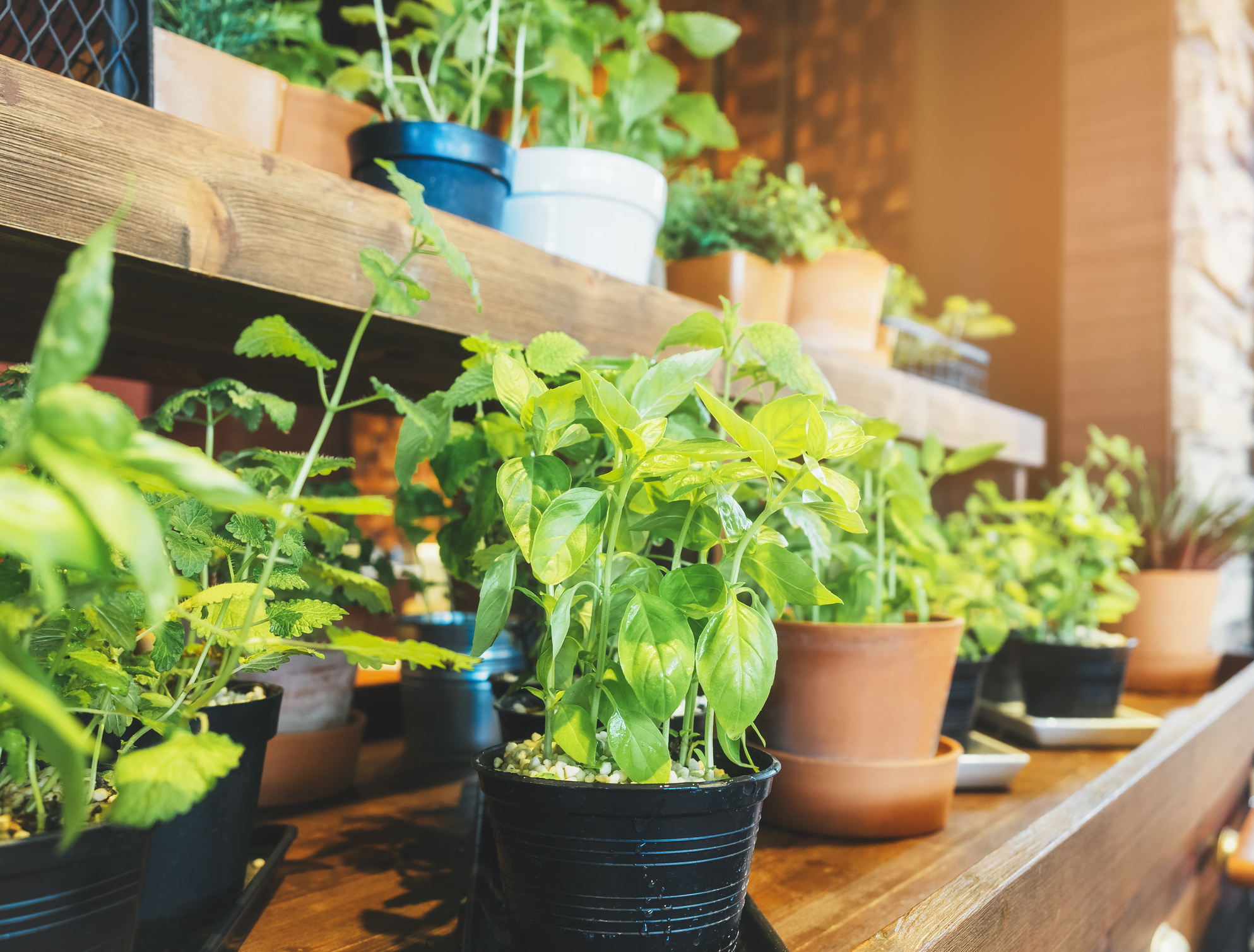 Green Indoor Gardening header image.