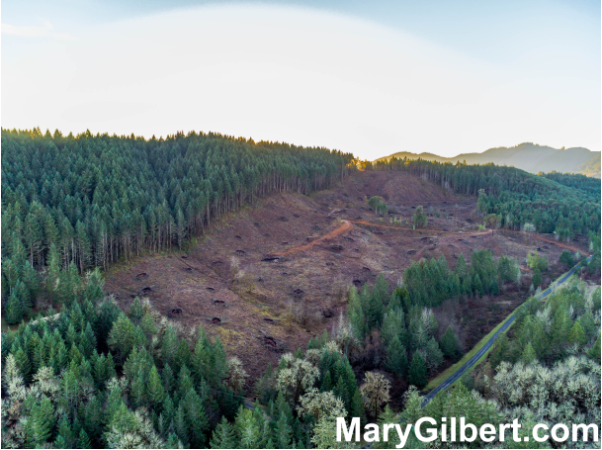 1240 Indian Creek Drive: Nearly 50 Acres to Build Your Dream Home! header image.