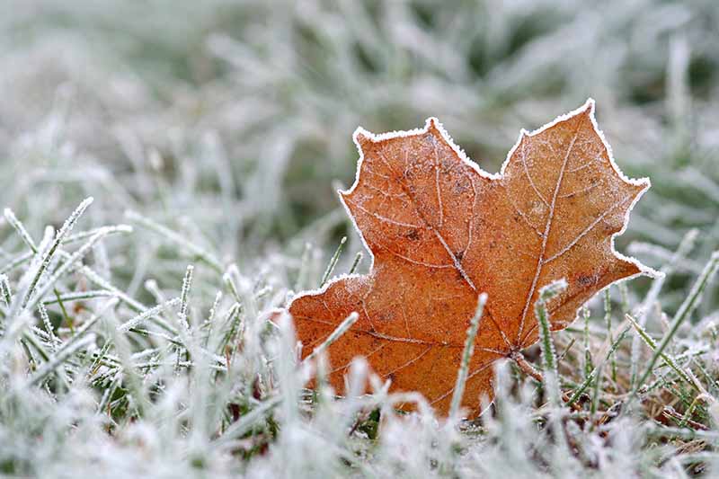 Maintenance for Your Winter Landscaping header image.