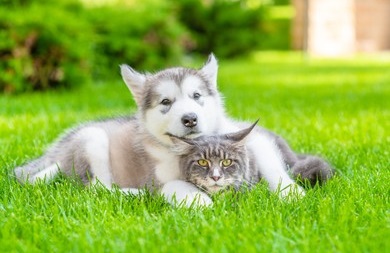 Keeping Our Pets Safe Outdoors header image.