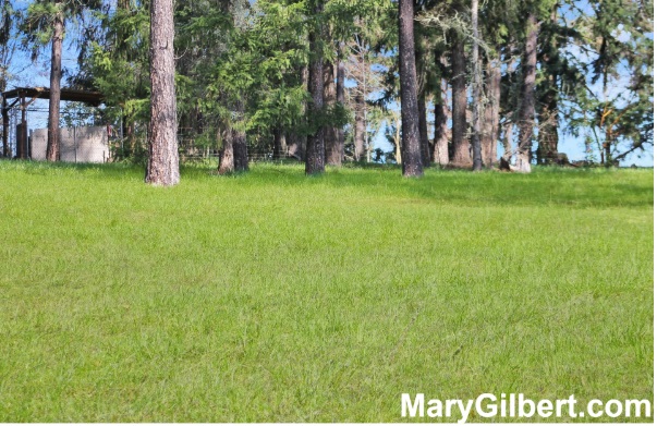 298 Grandview Street: Build Your Mountain Getaway and Enjoy Beautiful Views! header image.