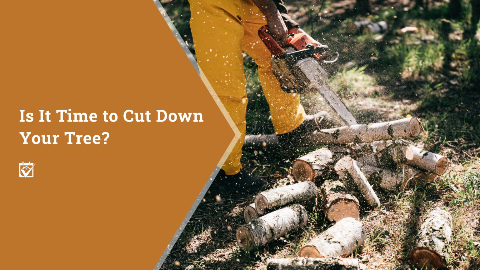Is It Time to Cut Down Your Tree? header image.