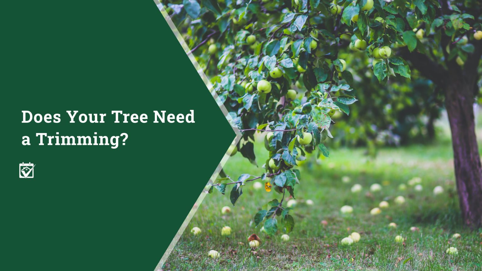 Does Your Tree Need a Trimming? header image.