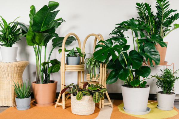 House Plants for Dark Rooms header image.