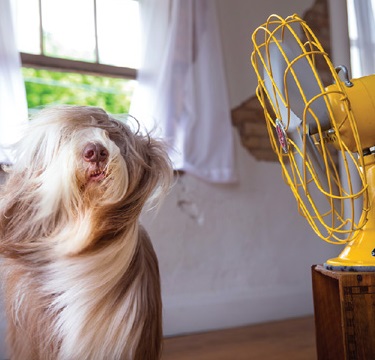 Keeping Cool Without Turning Down the AC header image.