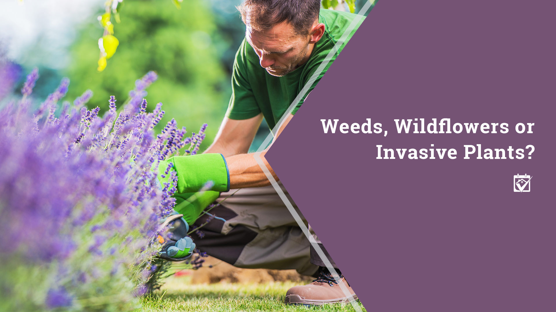 Weeds, Wildflowers or Invasive Plants? header image.