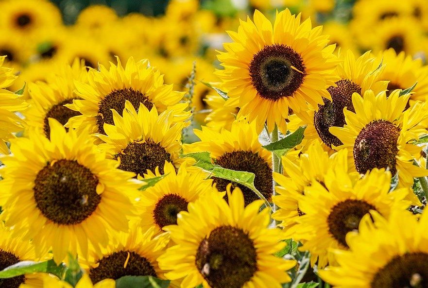 Easy Care Plants for New Gardeners header image.