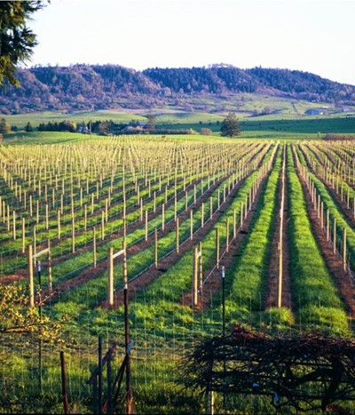 Exploring Roseburg Oregon: Umpqua Valley Wine Tours – Just Vines Tour header image.