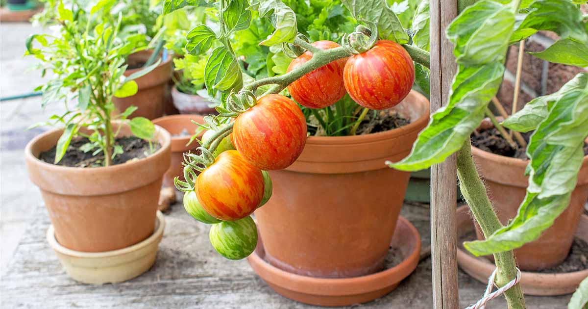 Container Gardening for Beginners header image.