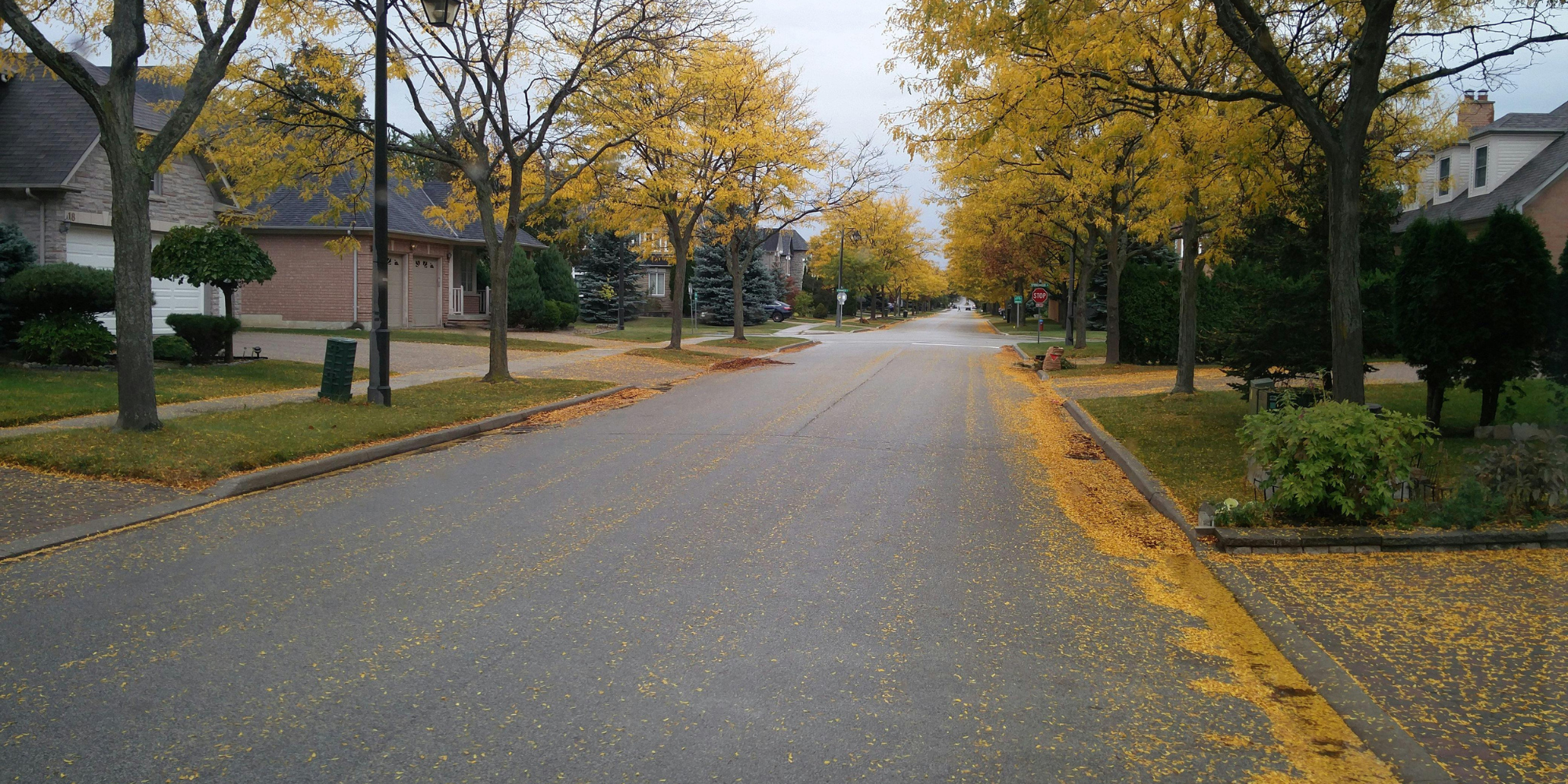 Tree-lined street of brick homes in a neighborhood