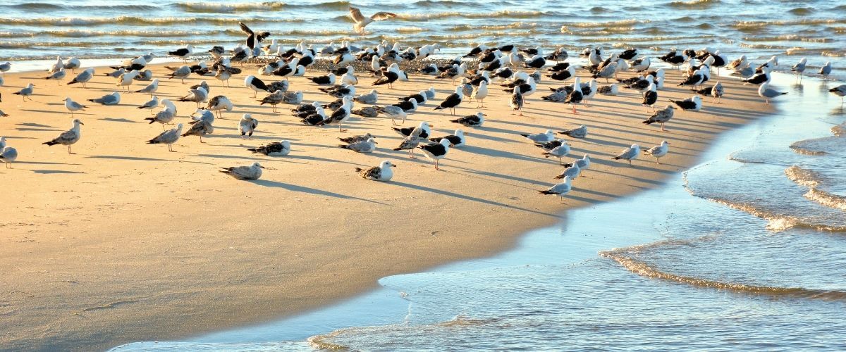 Whitman House Condos - Truro Cape Cod header image.