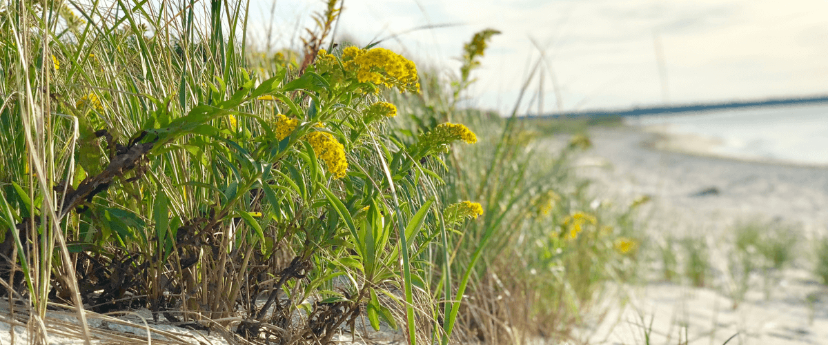 Tradewinds Condos - Bourne Cape Cod header image.