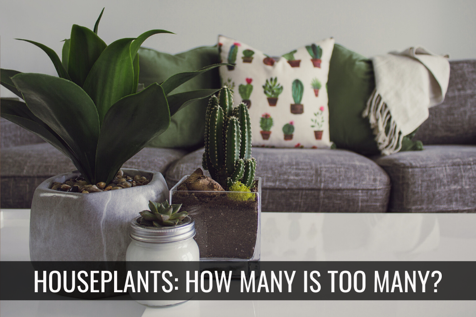 10 Signs You Have Too Many Houseplants header image.