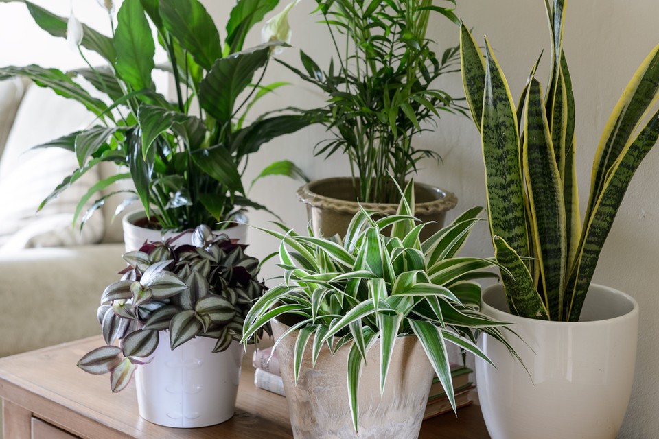 6 Easy, Non-Poisonous Houseplants You Can Grow header image.