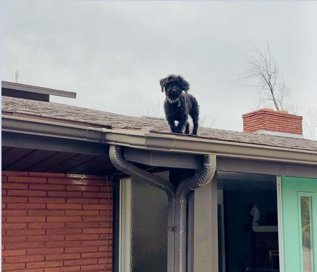 Why is the dog on the roof? header image.
