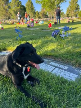 The Singing Plumber who shaped my life… header image.