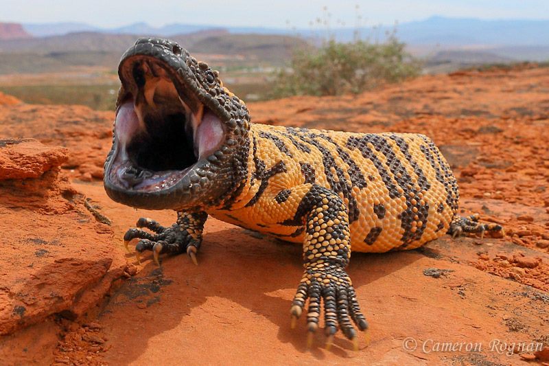 A Totally Serious Guide To Surviving Southern Utah header image.