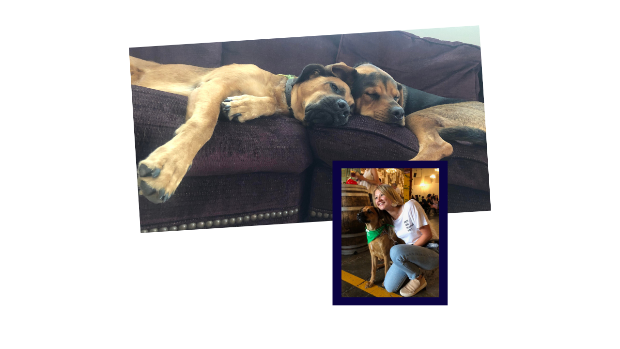 Find The Perfect Home For You And Your Pup header image.