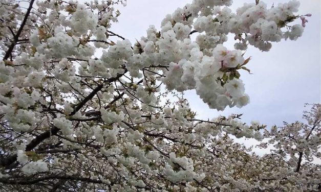 Spring Happenings 2019 Around The Olympic Peninsula header image.