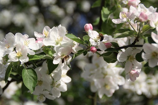 Sequim Bee Farm awarded the Kitsap Bank 2018 edg3 FUND Grand Prize! header image.