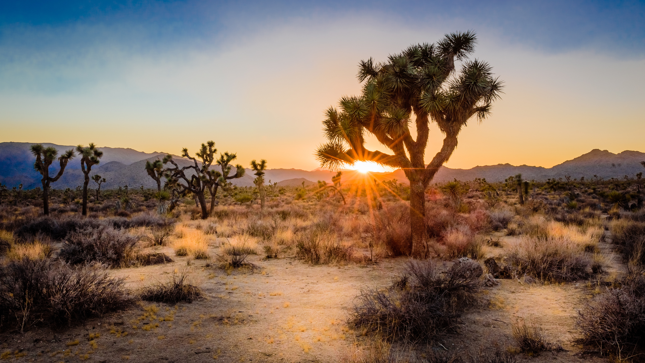 Image of Joshua Tree at sunset in California City and Mojave Desert