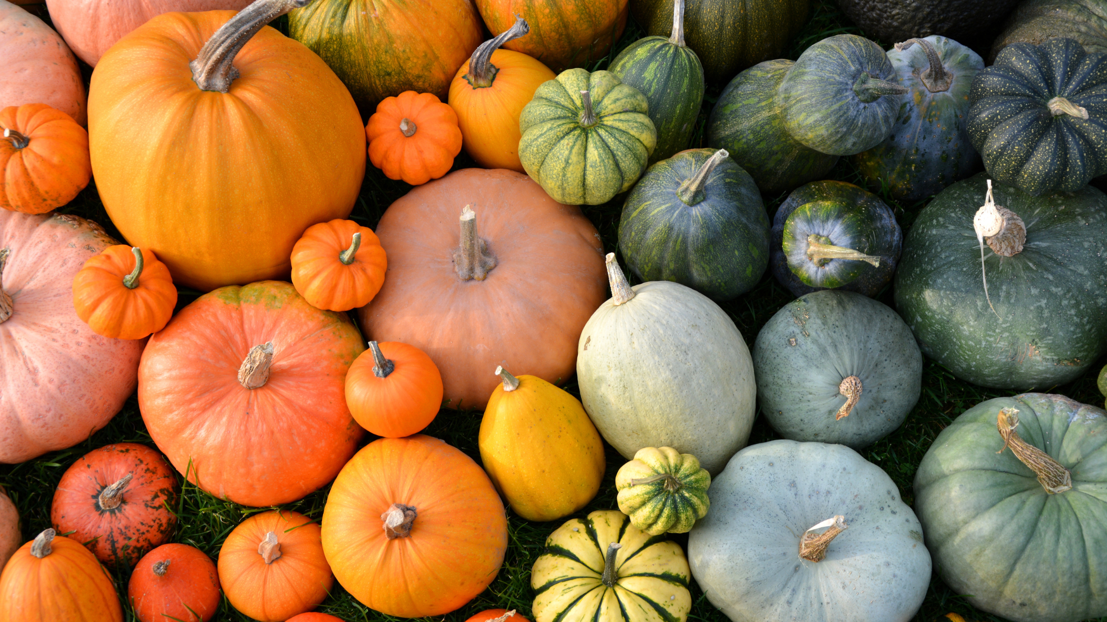 Your Guide to the Best Pumpkin Patches in Bakersfield and Kern County header image.