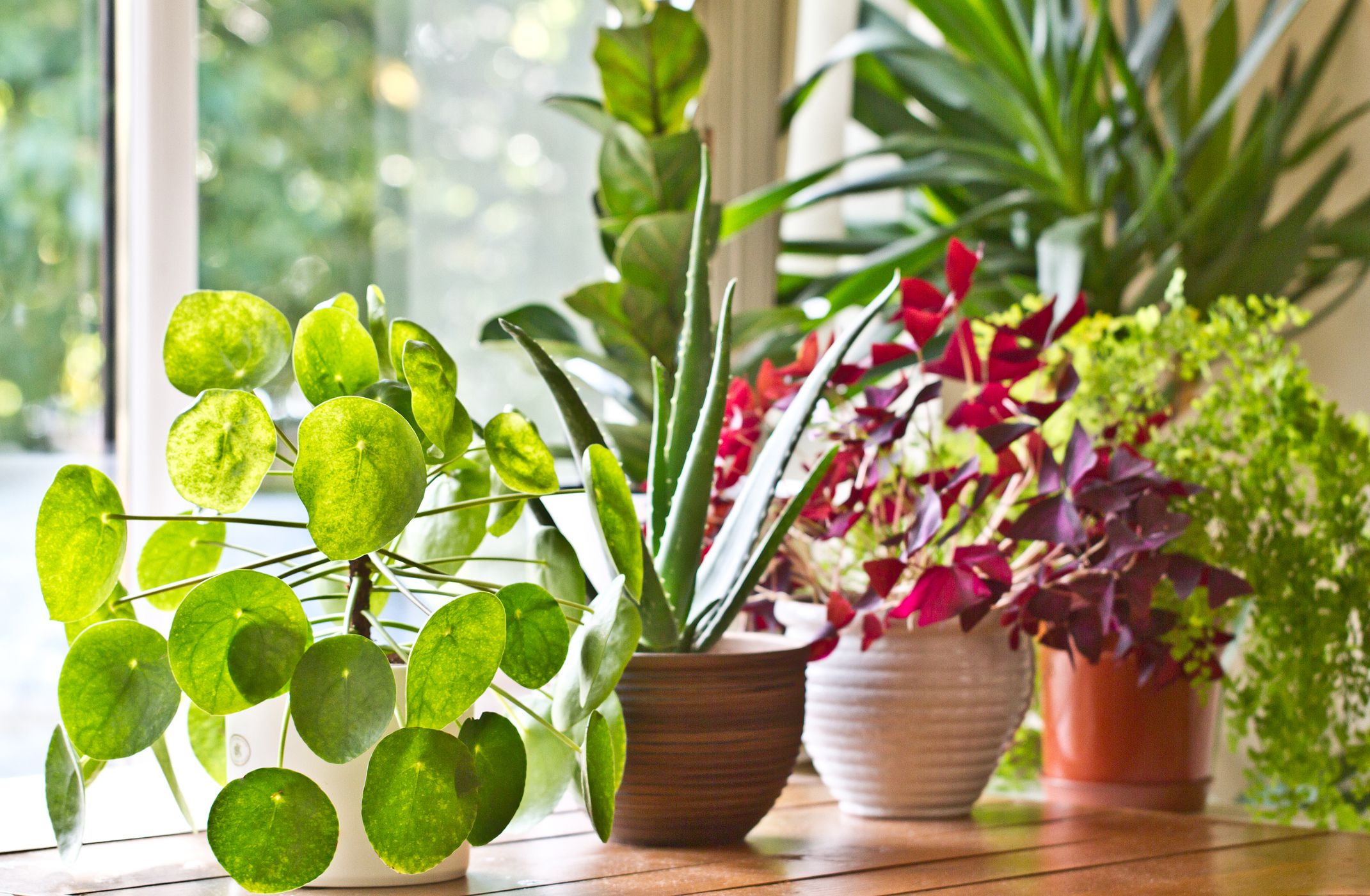 Keeping Houseplants Alive When You're Away header image.