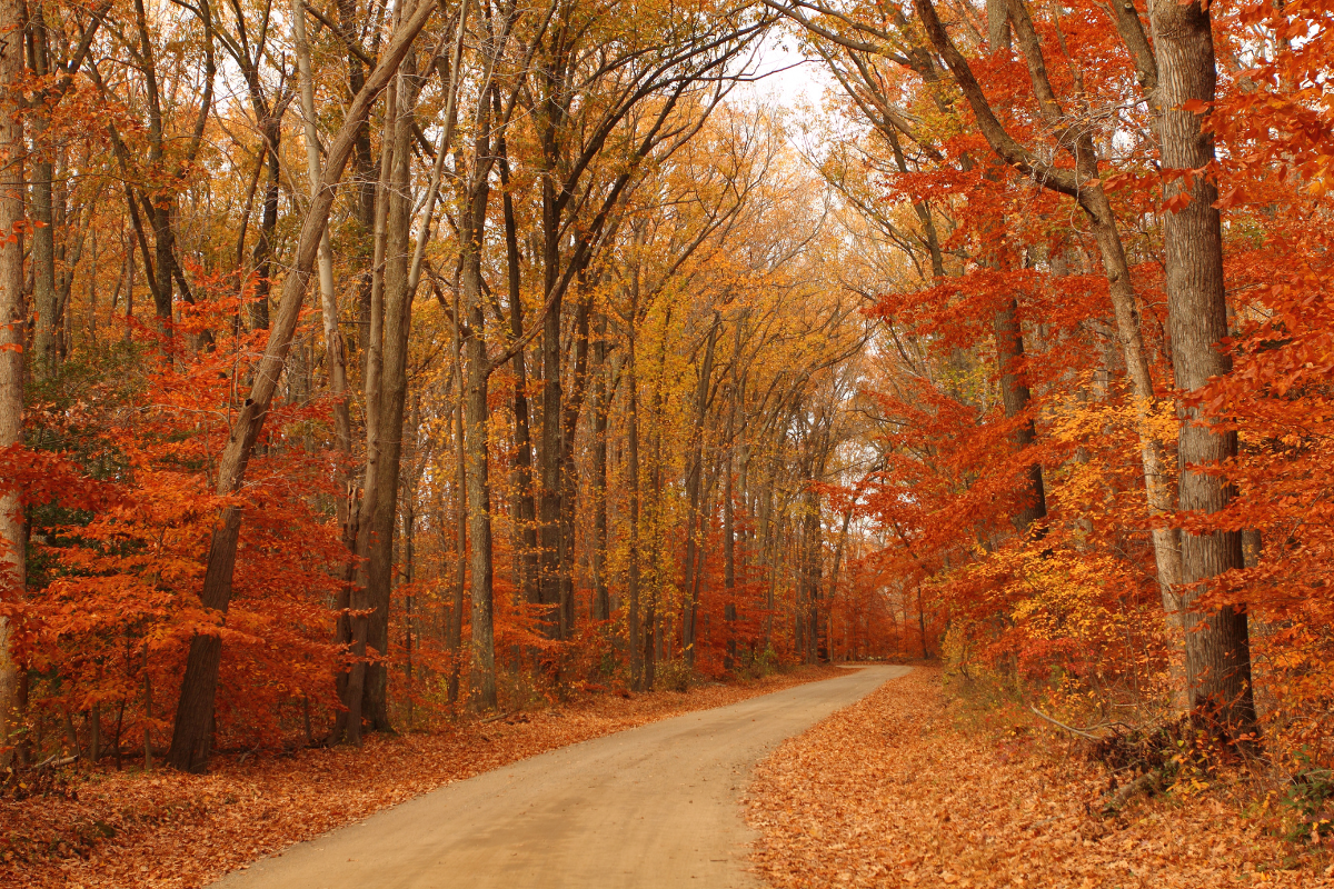 Best Fall Drives in Utah & Salt Lake County header image.