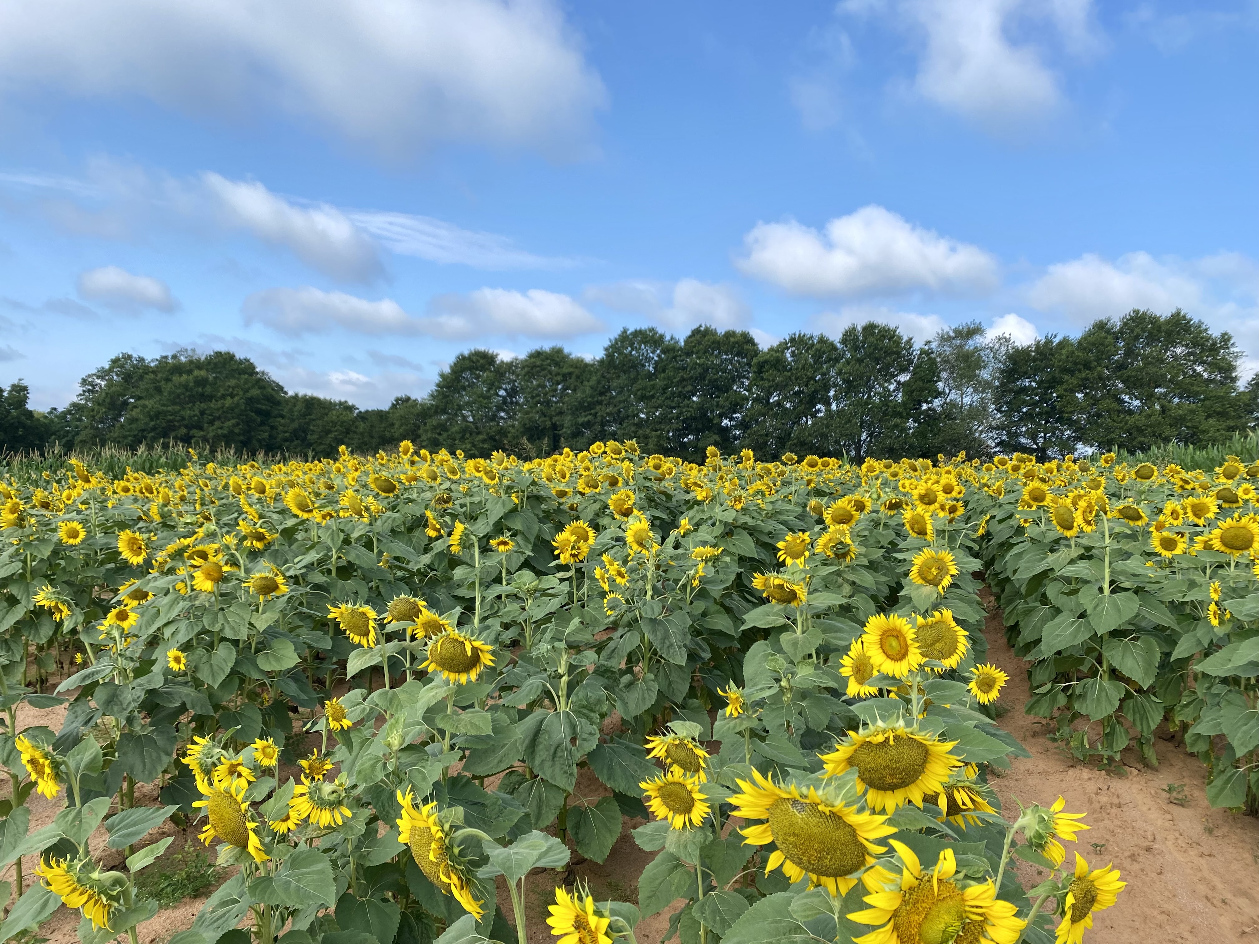 A Social Legacy header image.