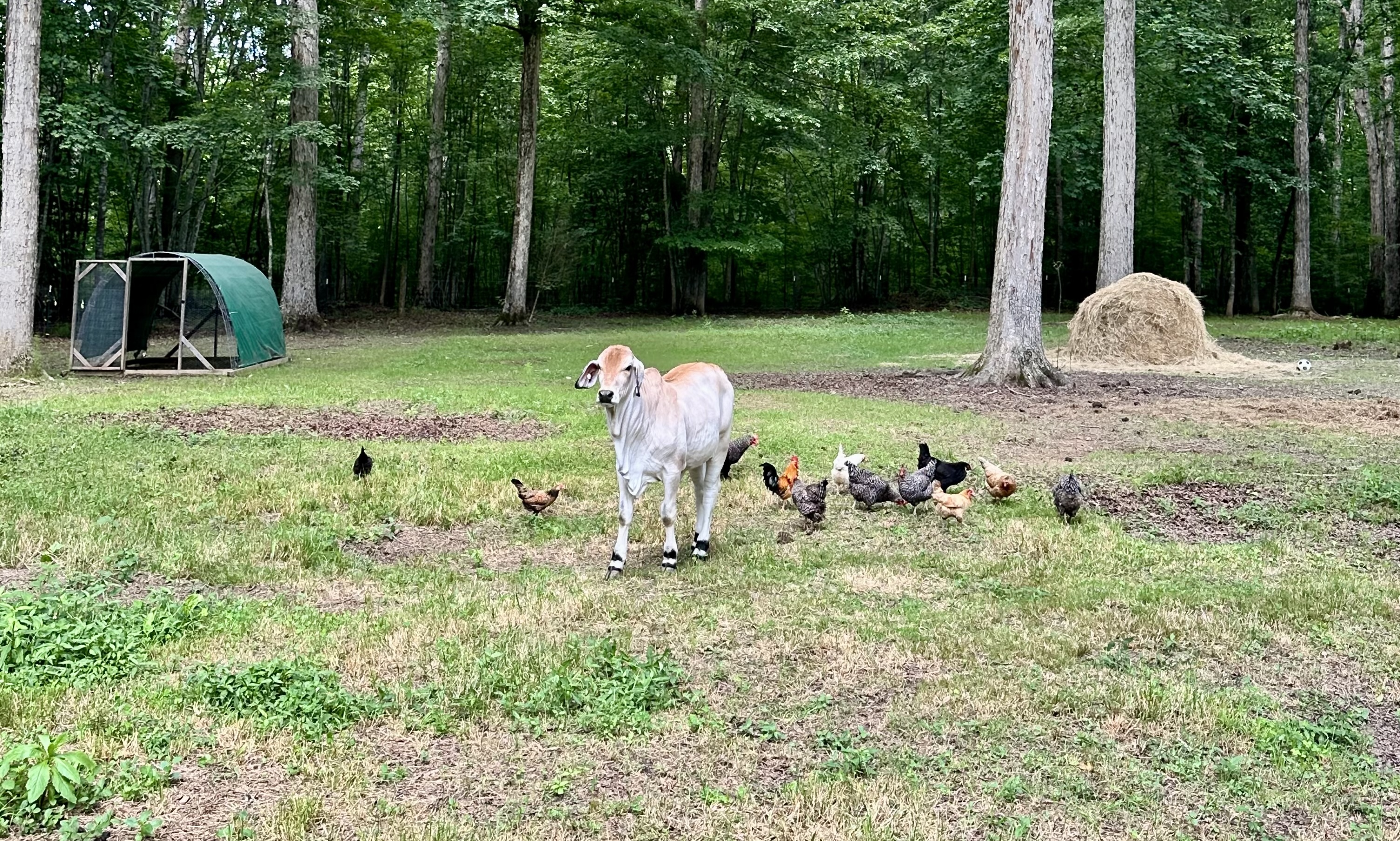 The Family Farm header image.