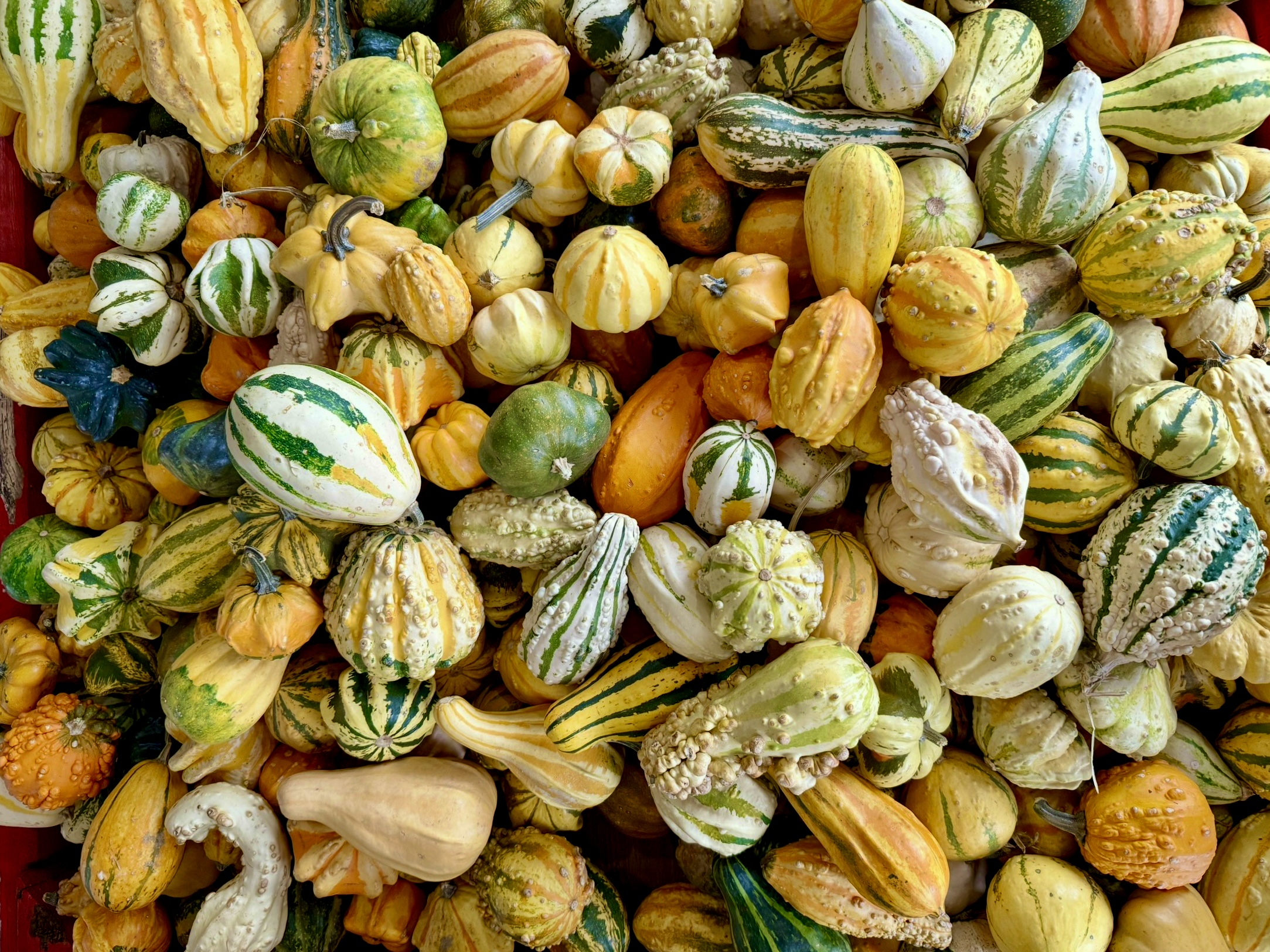 10 Spooky & Fun Things to Do in and Near Spartanburg, SC This October header image.