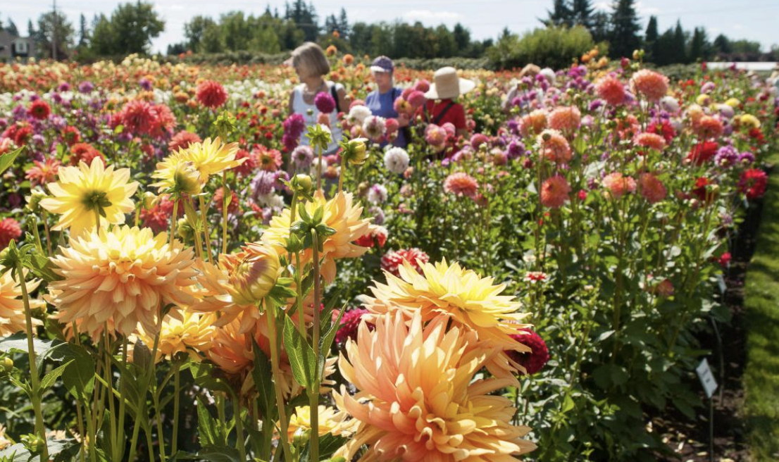 Considering a Move to Canby, Oregon? Here’s What You Need to Know header image.