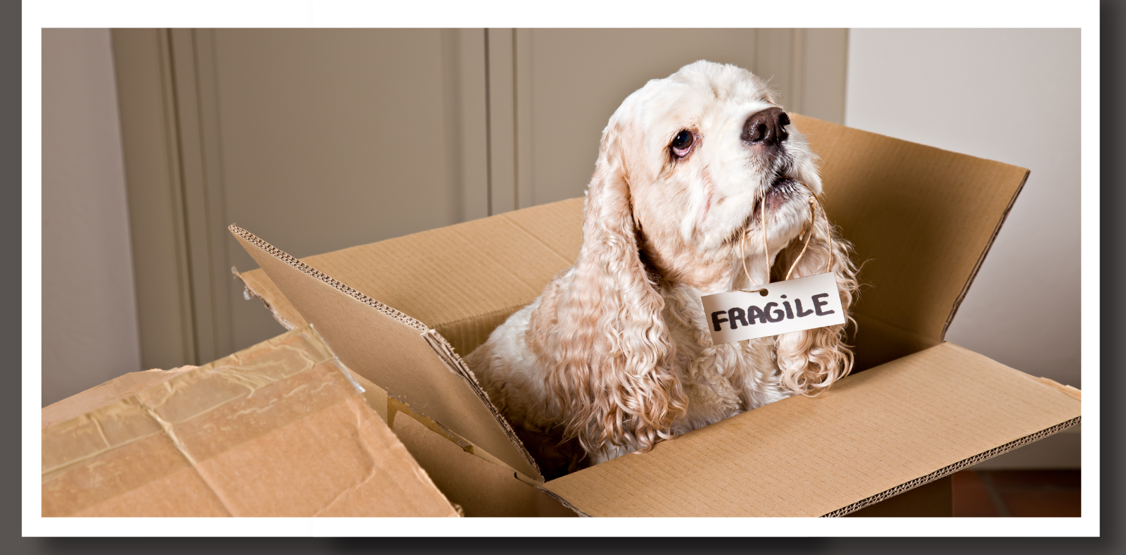 Moving Homes with Pets: Tips for a Smooth Transition header image.