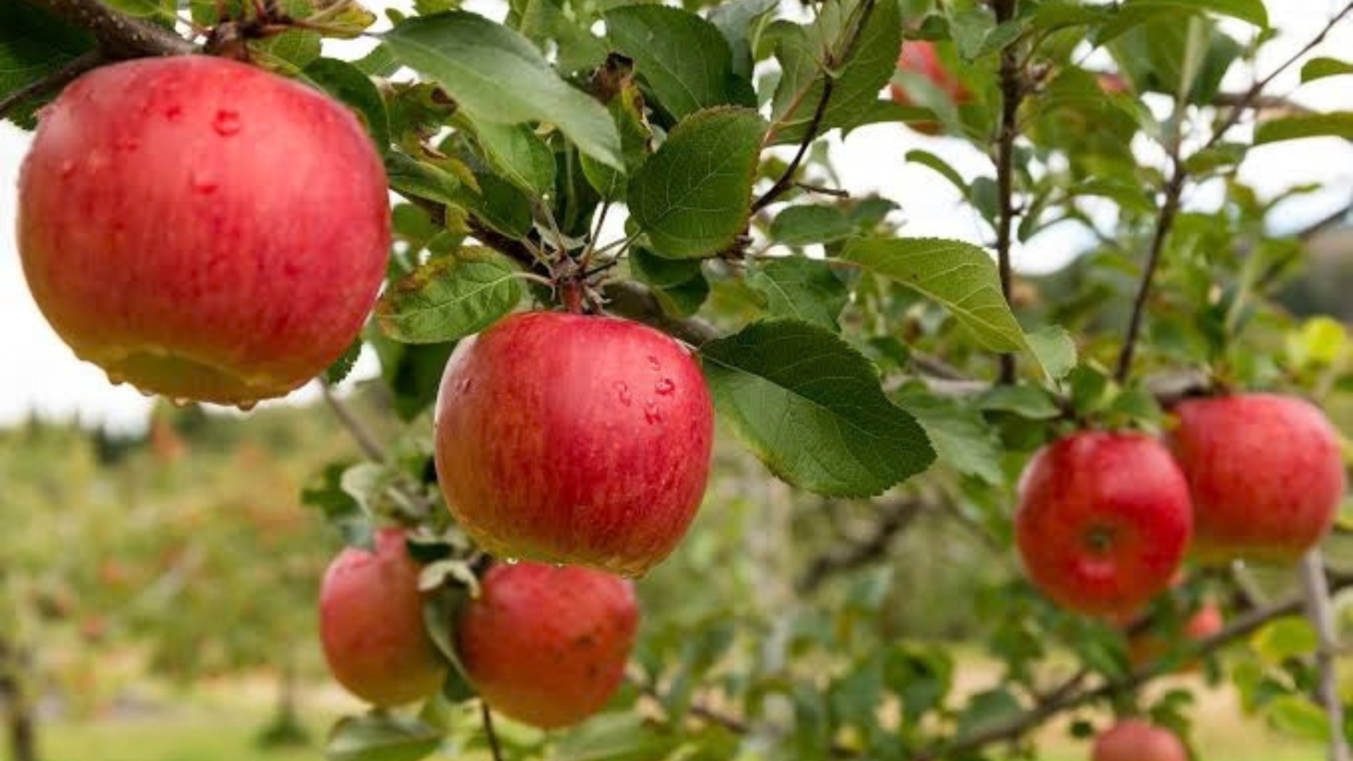How to Plan an Orchard Day That's Fun for Everyone header image.