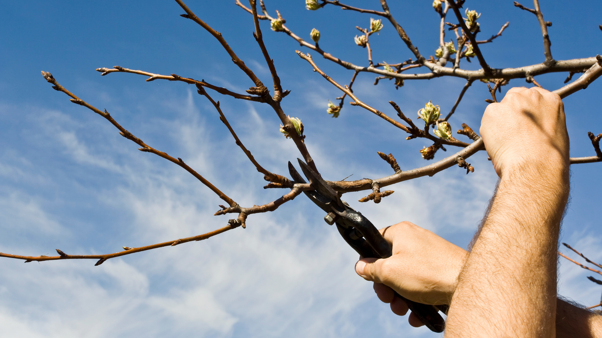 Lawn & Garden Prep: Get Your Yard Ready header image.