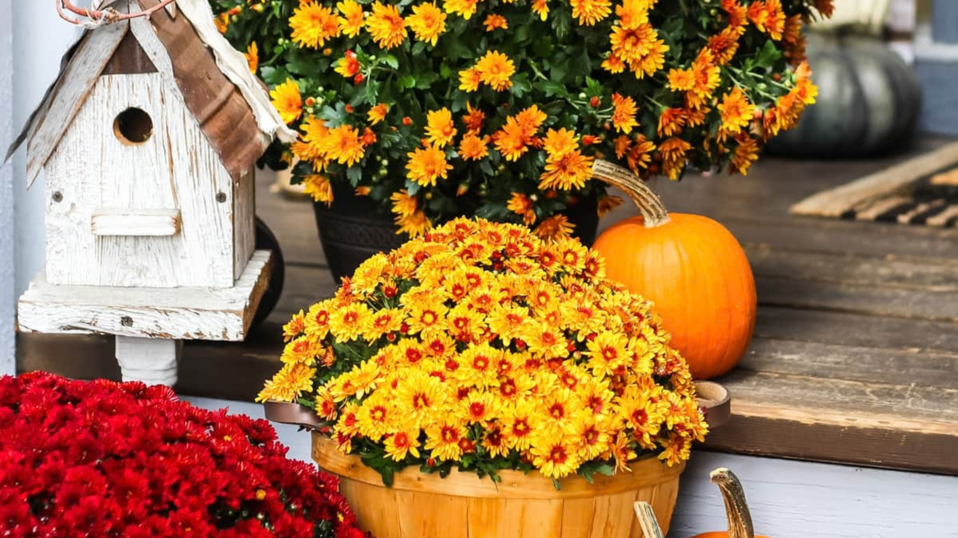 Fall Curb Appeal: Seasonal Plantings & Décor header image.