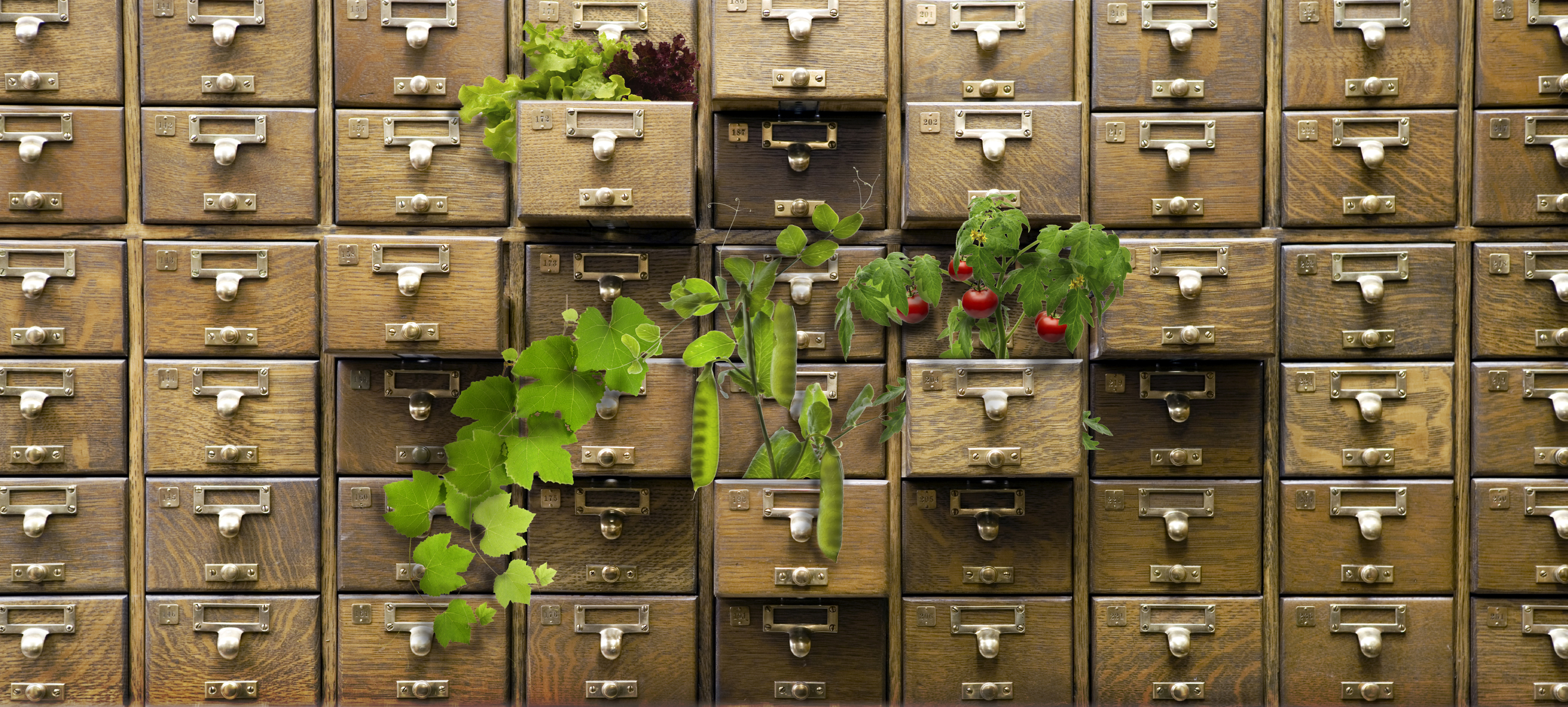 Exploring the Blooming World of Seed Libraries header image.
