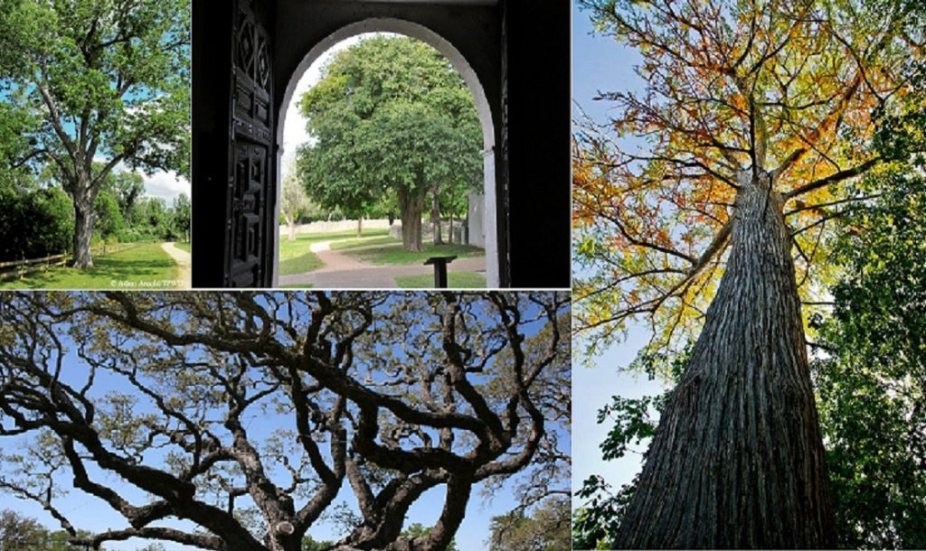 Sow, Grow, Save: Treebates header image.