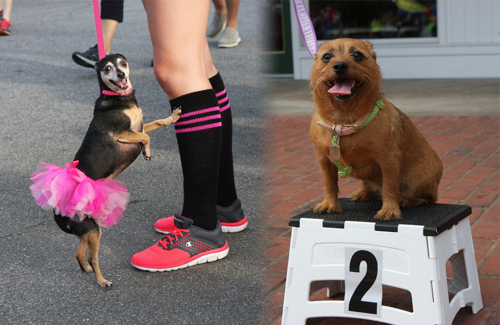 Family Fun and Furry Friends at the Vinings 1K Fun Run & Doggie Dash header image.
