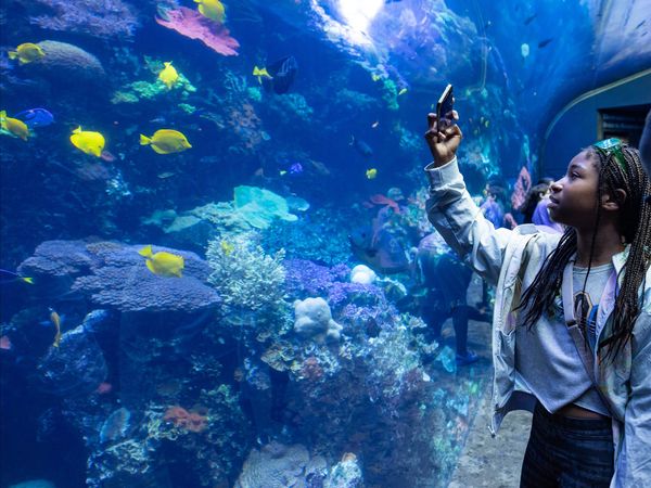 Haunted Seas Unveiled at Georgia Aquarium header image.