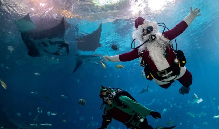 Celebrate the Holidays at Georgia Aquarium header image.