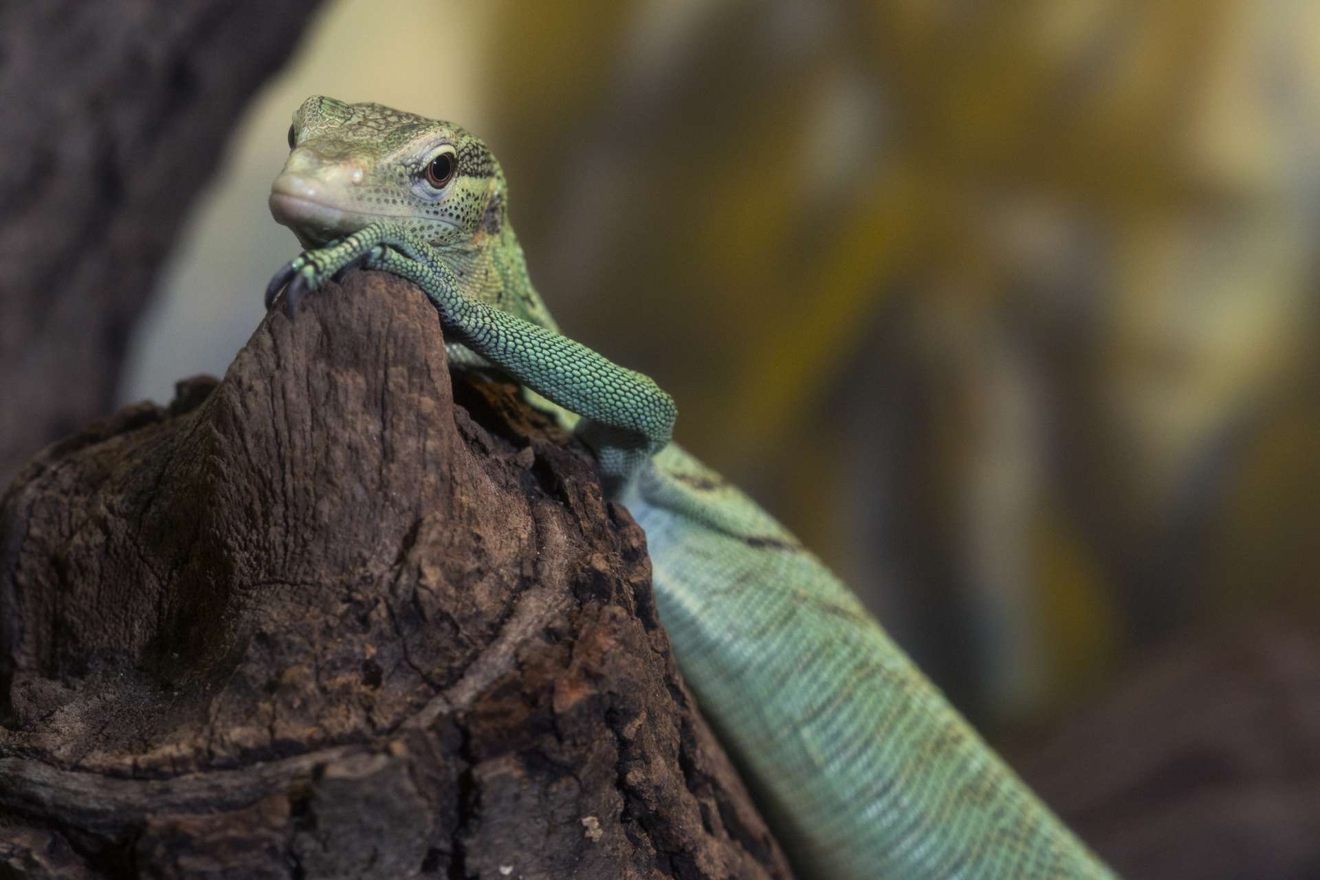 Keeper for a Day: Reptiles and Amphibians header image.