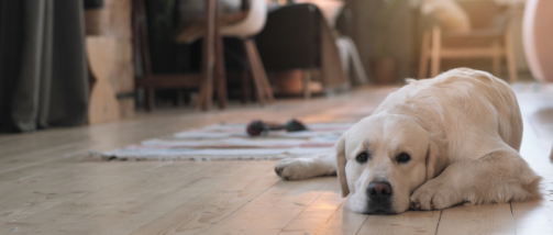 How To Refinish Hardwood Floors header image.