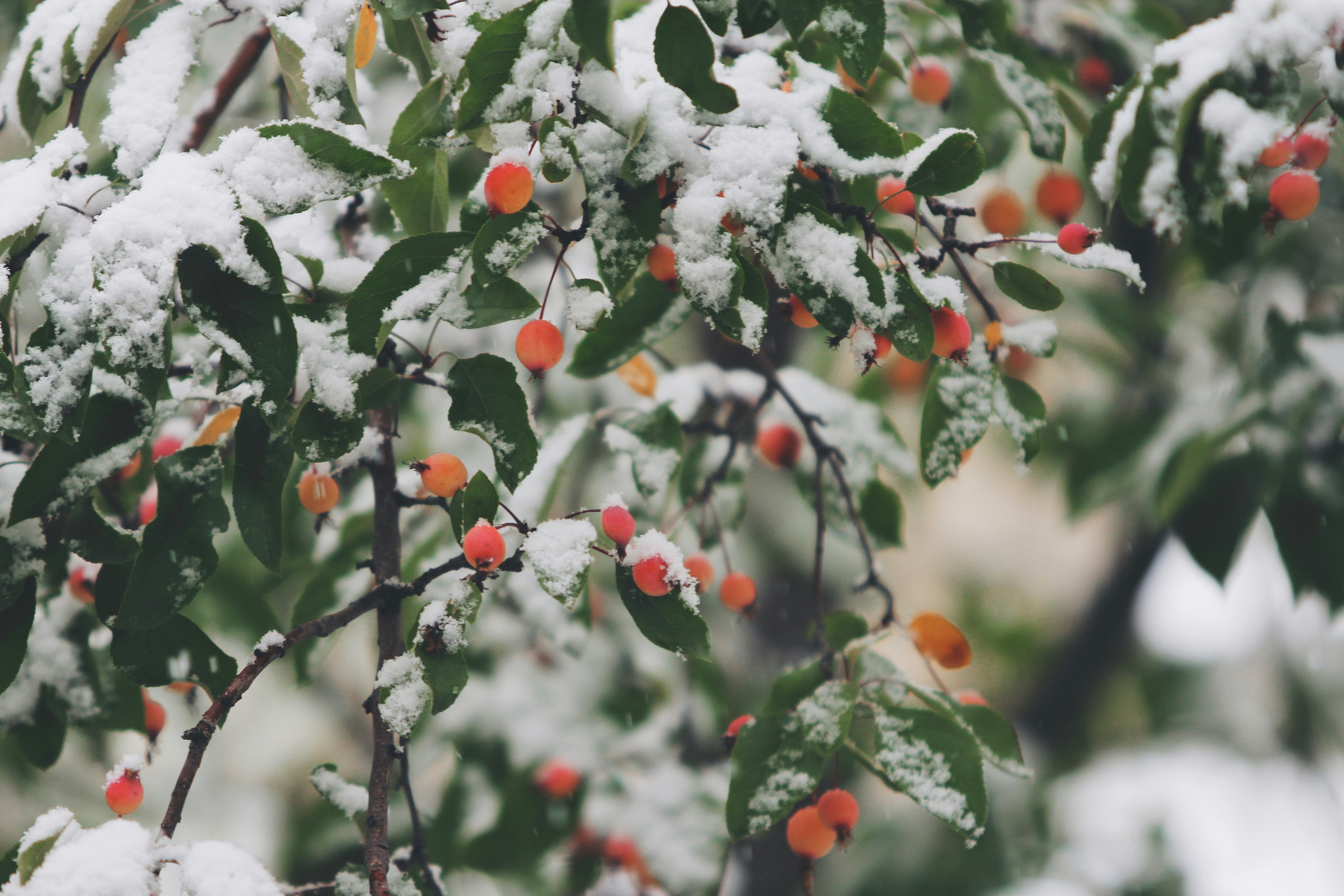 A Guide to Winterizing Your Home header image.